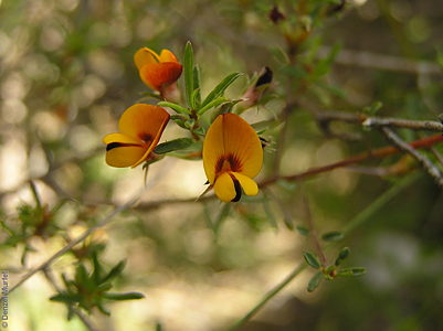 Pultenaea laxiflora f Denzel Murfet Stipiturus CP